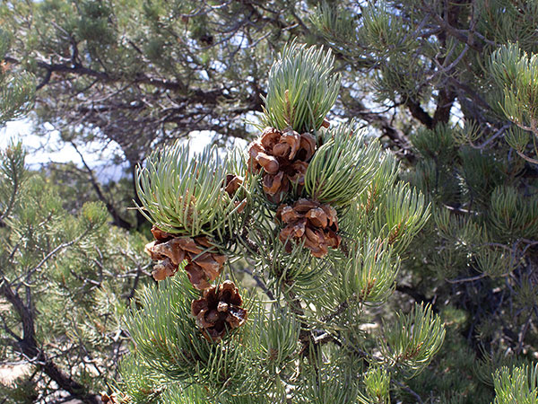 Singleleaf Pinyon (Pinus monophylla) near the summit of Grand Wash Cliffs