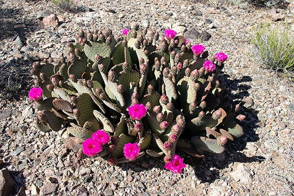 Beavertail Cactus (Opuntia basilaris var. basilaris) beside the access road