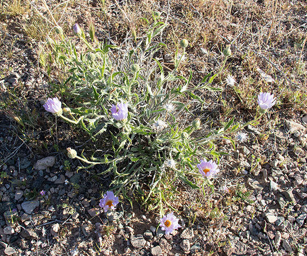 I think this is Mojave Woodyaster (Xylorhiza tortifolia), located near my campsite