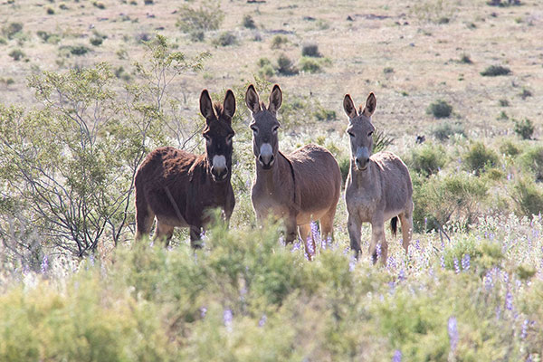 Feral Donkeys (Equus asinus) watch me drive by on our way in towards Mount Perkins