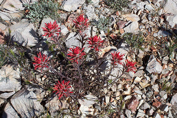 Beside the trail I found what I think is Rough Indian Paintbrush (Castilleja scabrida)