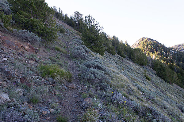 The forest opens up as I approach Highland Pass.