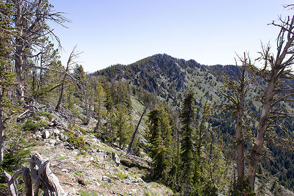 I approach Hunt Mountain as I descend the Northeast Ridge of Maxwell Mountain.