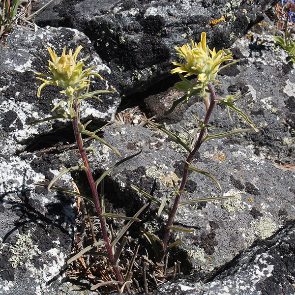 Yellow Paintbrush (Castilleja flava) just below the summit of Hunt Mountain