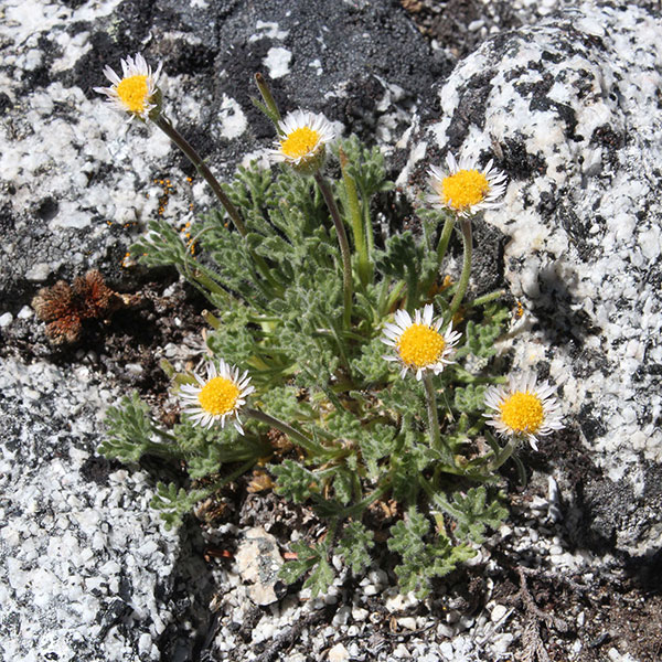 Cut-leaf Fleabane (Erigeron compositus) just below the summit of Hunt Mountain