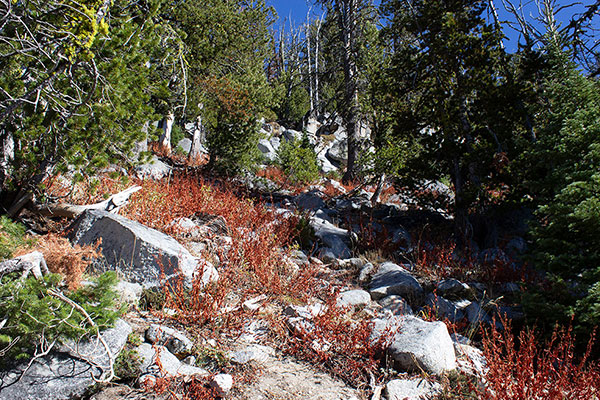 The steep lower slopes were covered with well-secured rocks and firm soil