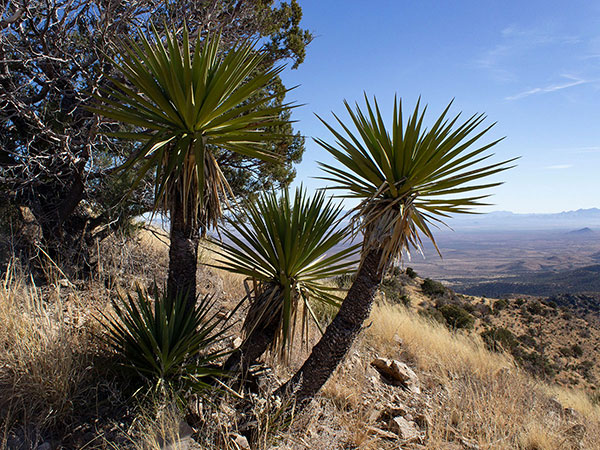 Mountain Yucca (Yucca madrensis) beside the trail