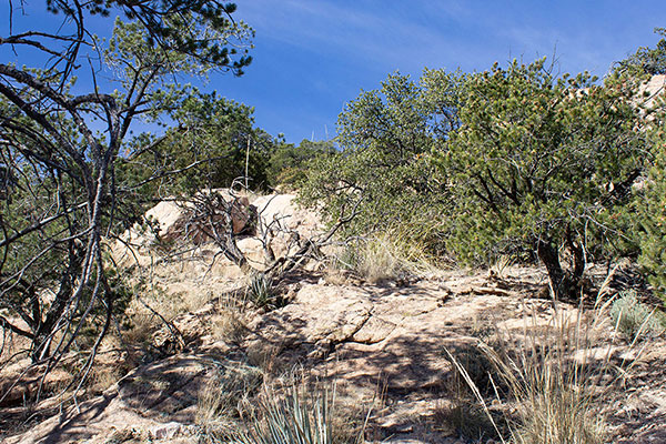 Higher, the slope laid back and I hiked up through open oak forest